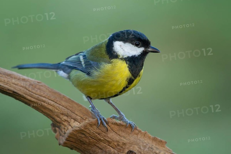 Great Tit (Parus major), Lower Saxony, Germany