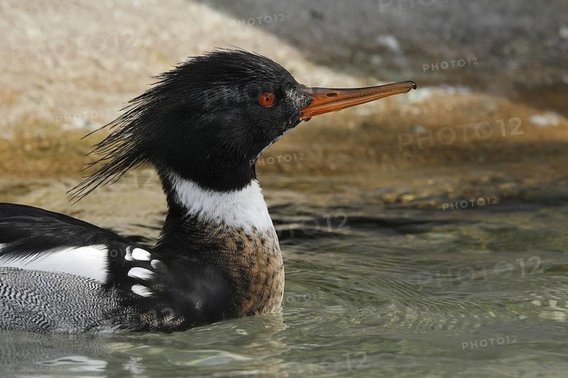 Red-breasted Merganser (Mergus serrator) male, California, USA