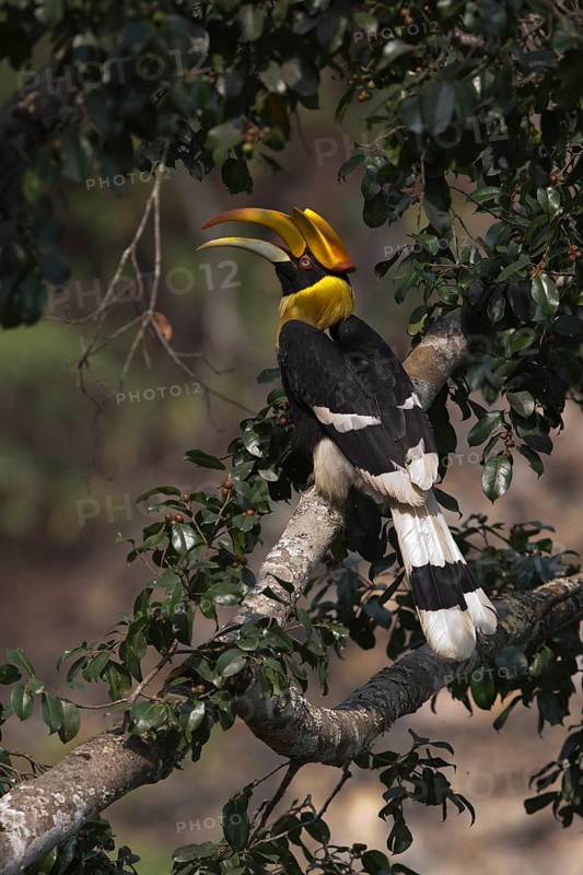 Great Hornbill (Buceros bicornis) female, Manas National Park, Bhutan