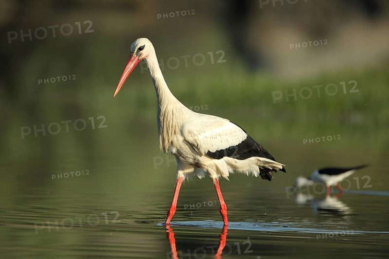 White stork (Ciconia ciconia) walking in the water nd Black-winged Stilt, depth of field, Los Barruecos, Malpartida de Caceres, Caceres, Extremadura, Spain