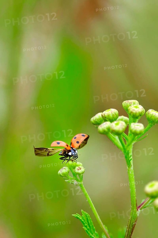 Ladybird (Coccinellidae), July, Germany