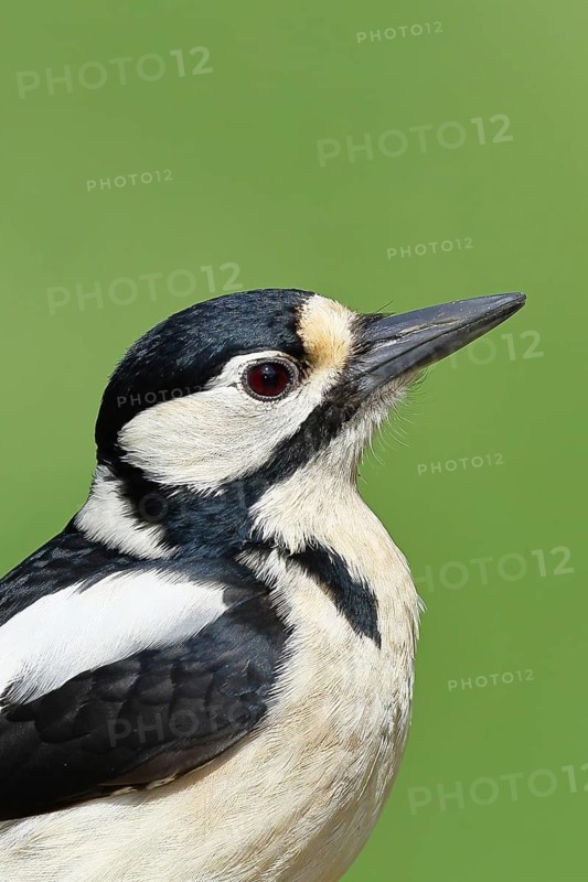 Great spotted woodpecker (Dendrocopos major) female sitting on a birch trunk, animal portrait, animals, birds, woodpeckers, Wilnsdorf, North Rhine-Westphalia, Germany