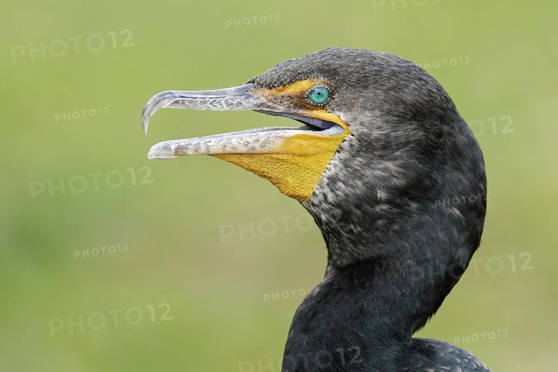 Double-crested Cormorant (Phalacrocorax auritus), Florida, USA