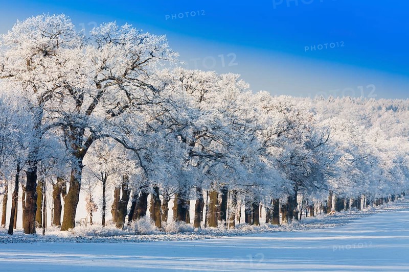 Oak tree avenue, (Quercus robur), covered in frost and snow, in winter, with a clear blue sky, Beberbeck, North Hesse, Germany