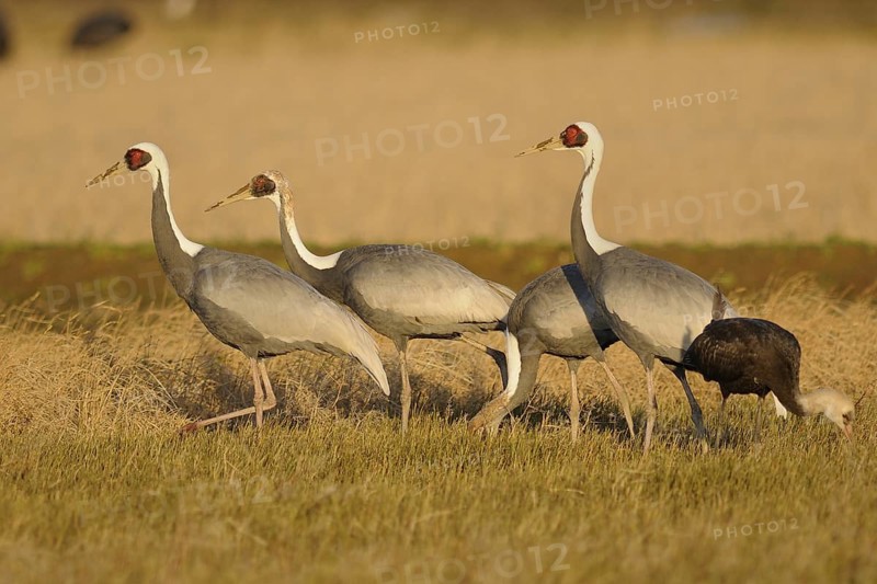 White-naped Crane (Antigone vipio) juvenile, Arasaki, Japan
