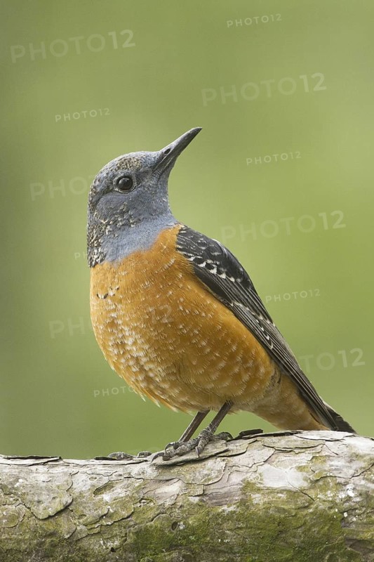 Common Rock Thrush (Monticola saxatilis) male, Tyrol, Austria