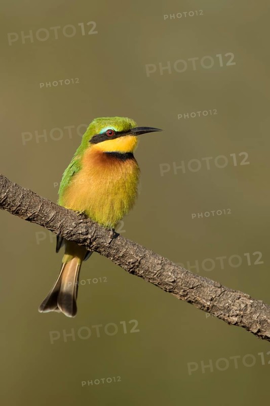 Dwergbijeneterzittend op tak, Little Bee-eater on pearch
