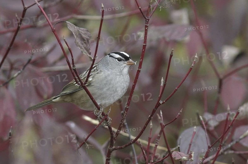 White-crowned Sparrow (Zonotrichia leucophrys), Ontario, Canada