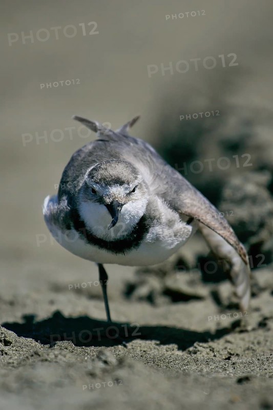 Wrybill (Anarhynchus frontalis), North Island, New, Zealand