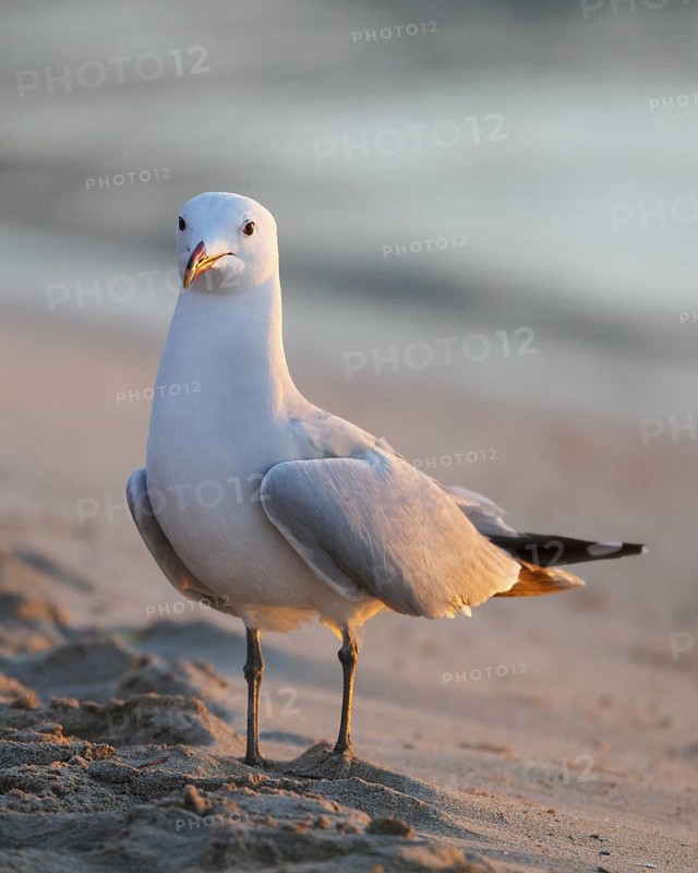 Audouin's Gull (Ichthyaetus audouinii), Mallorca, Spain