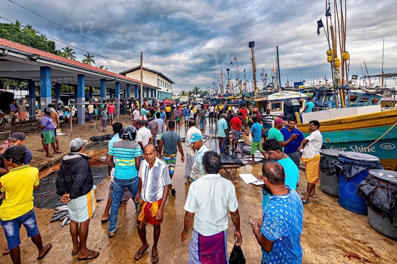 Many people move around in a lively fish market next to colorful boats, the fishermen in the fishing port of Matara in Sri Lanka