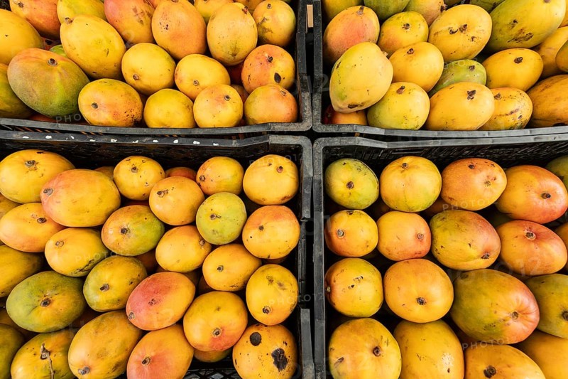 Black plastic crates filled with ripe Alphonso mangoes (Mangifera indica). Costa Rica