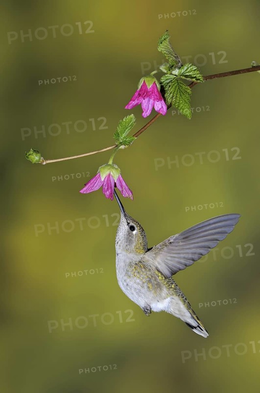 Anna's Hummingbird (Calypte anna), British Columbia, Canada