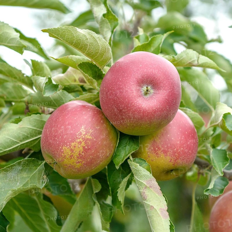 Winter apple (Malus domestica 'Pivita'),  Germany