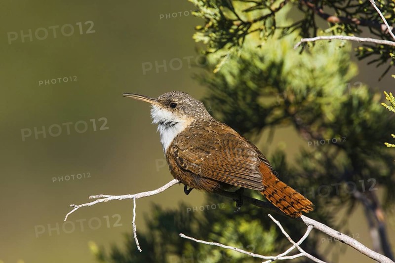 Canyon Wren Catherpes mexicanus Santa Catalina Mountains, Arizona, United States 18 March Adult TROGLODYTIDAE