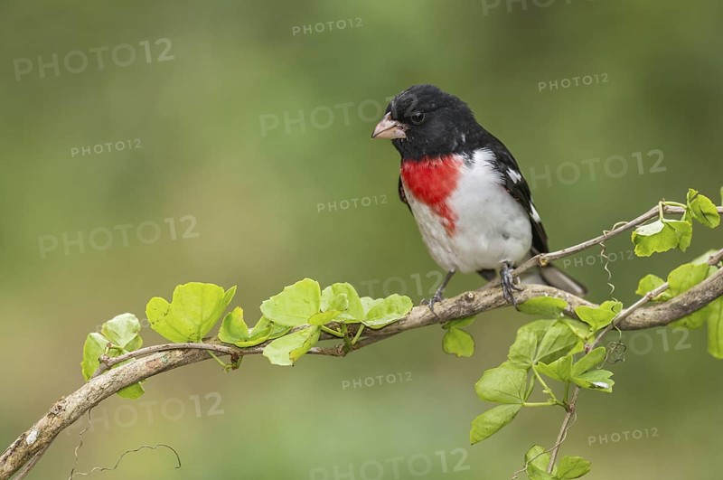 Rose-breasted Grosbeak (Pheucticus ludovicianus) male perched on a branch, Texas, USA