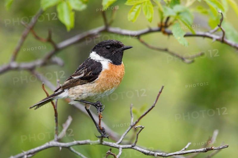 European Stonechat (Saxicola rubicola) male perched on a branch, Poland