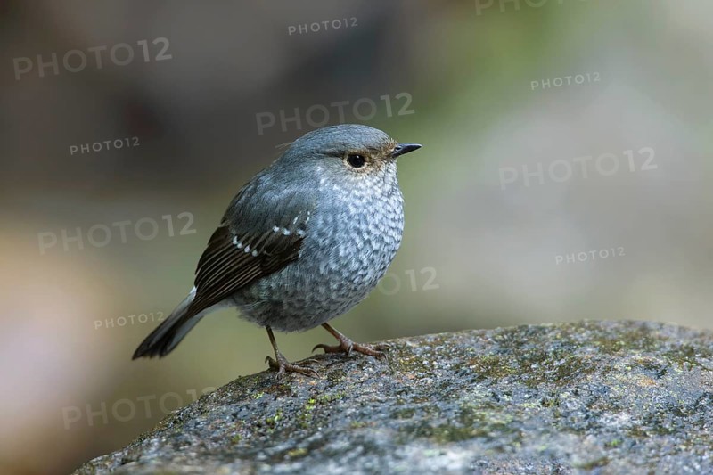 Plumbeous Water Redstart (Phoenicurus fuliginosus) female, Thailand