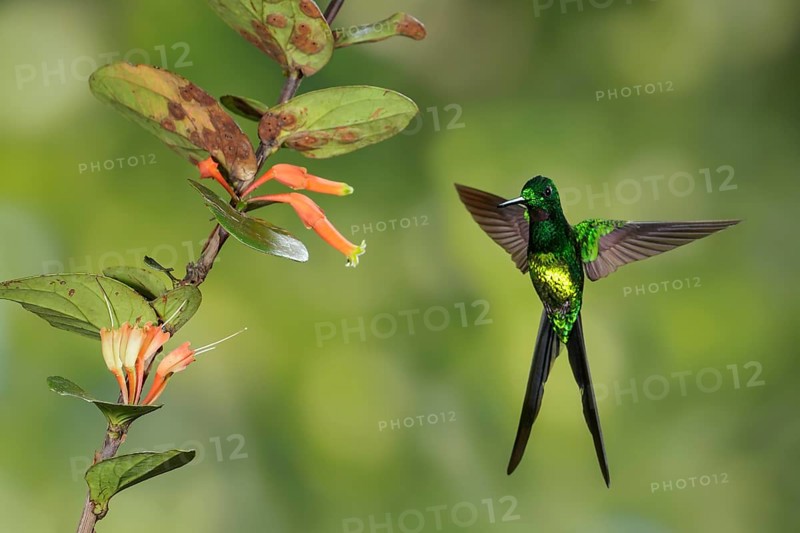 Empress Brilliant (Heliodoxa imperatrix) flying and feeding at a flower in the mountains of Colombia, South America