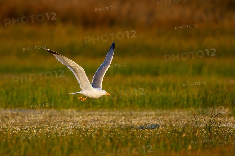 Yellow-legged Gull (Larus michahellis) flying, Greece