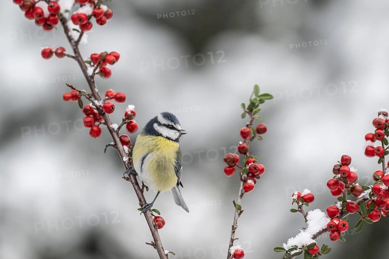 Blue tit (Parus caerulea), Emsland, Lower Saxony, Germany