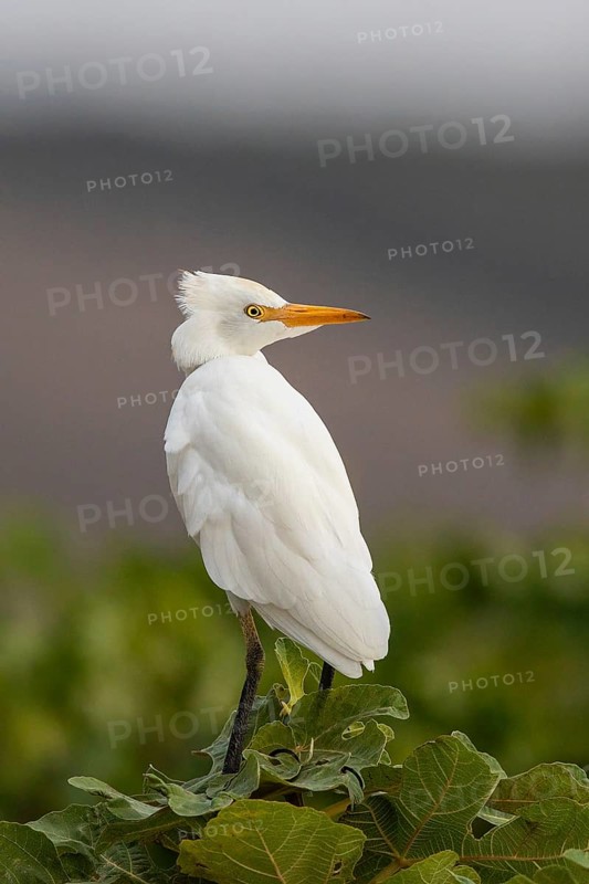 Western Cattle Egret (Bubulcus ibis), Sardinia, Italy