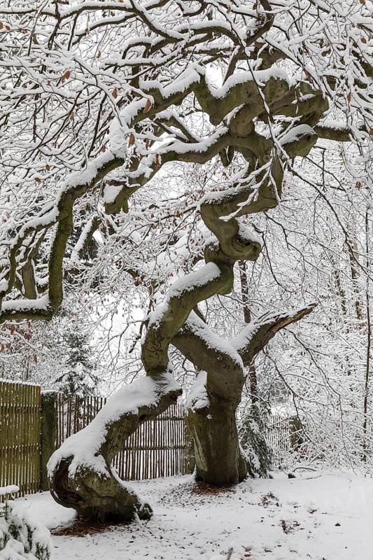 Snow-covered Süntel beech, copper beech (Fagus sylvatica), Tharandt Forest, Saxony, Germany