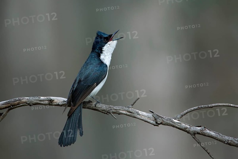 Restless Flycatcher (Myiagra inquieta) singing, Victoria, Australia