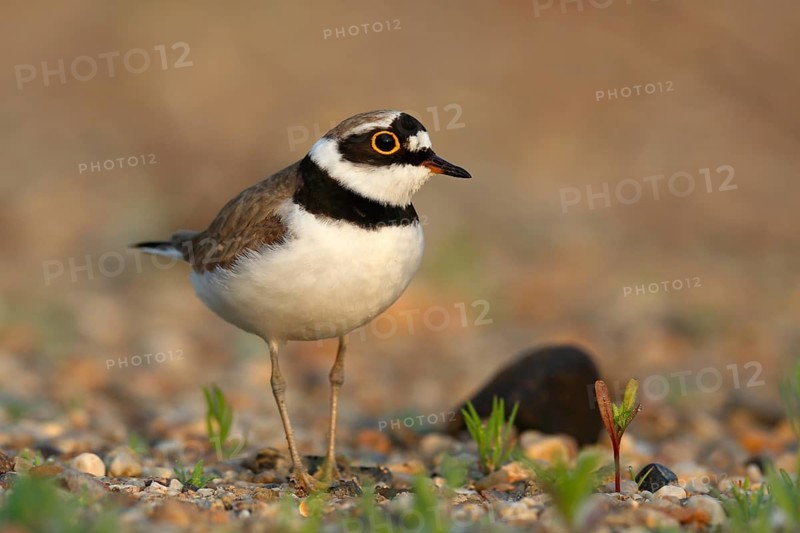Little Ringed Plover (Charadrius dubius) perched on the ground, Saxony-Anhalt, Germany