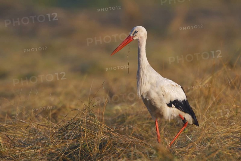 White Stork (Ciconia ciconia), North Rhine-Westphalia, Germany