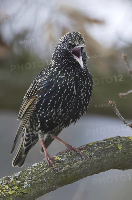 Common Starling (Sturnus vulgaris) singing, Saxony, Germany