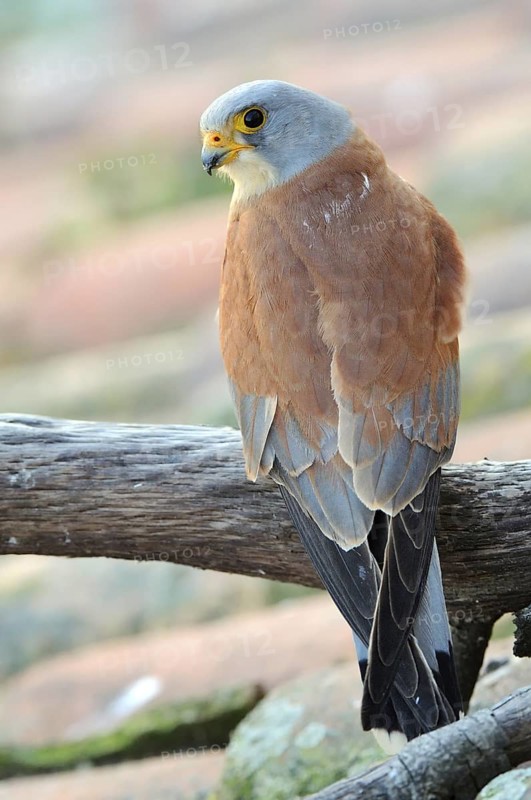 Lesser Kestrel (Falco naumanni) male, Extremadura, Spain