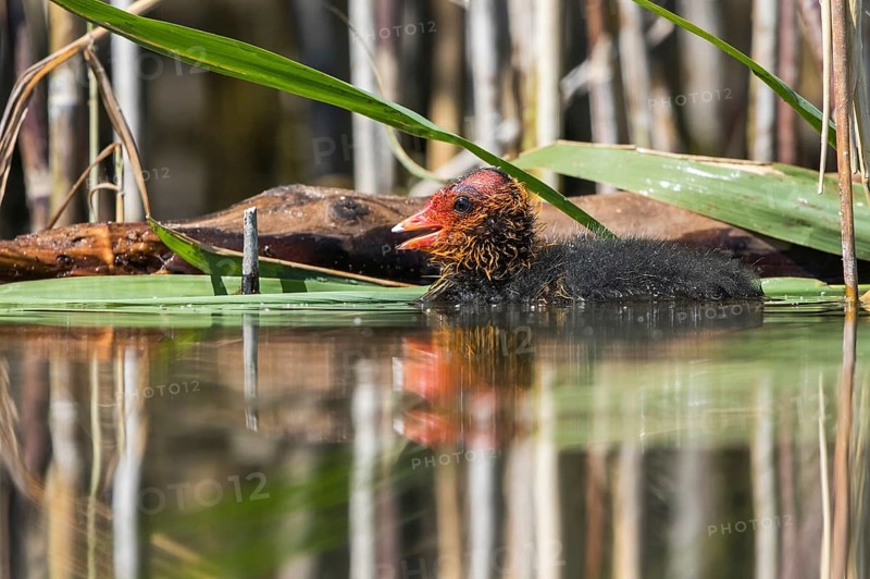 Eurasian Coot (Fulica atra) chick calling, Mecklenburg-Western Pomerania, Germany