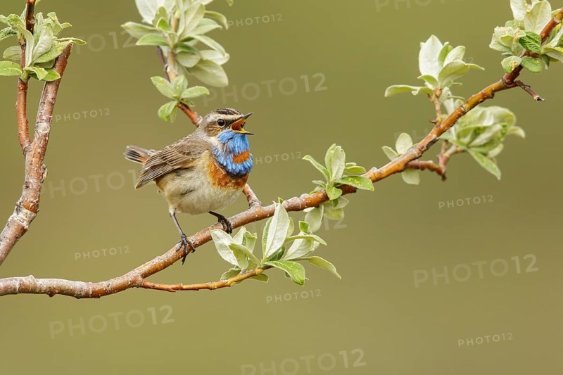 Bluethroat (Luscinia svecica) perched on a branch in Nome, Alaska