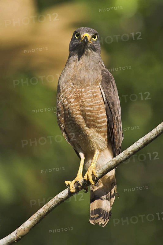 Roadside Hawk (Rupornis magnirostris), Costa Rica