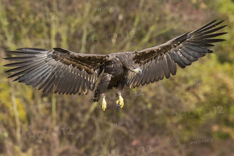White-tailed Eagle (Haliaeetus albicilla) flying, Kutno, Poland