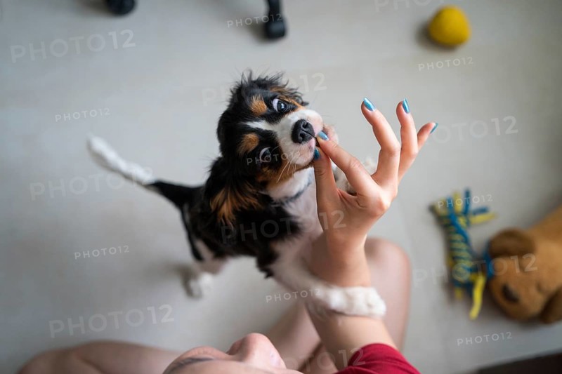 A young woman is training her Cavalier King Charles Spaniel at home. The scene captures a playful interaction, reflecting a loving bond and joyful companionship between them
