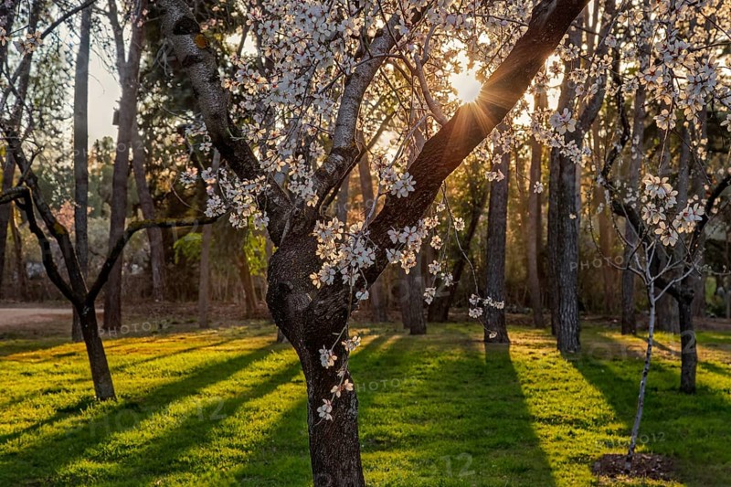 Sunlight filters through a almond blooming tree in the Quinta de los Molinos park. Delicate white flowers on the branches create a peaceful ambiance amid the lush greenery