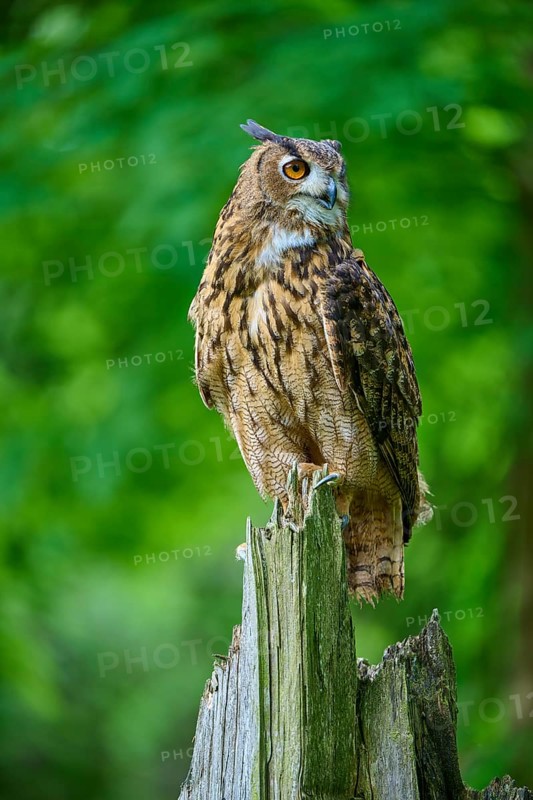 Eurasian eagle-owl (Bubo bubo), sitting alertly on tree trunk in forest, Bohemian Forest, Czech Republic