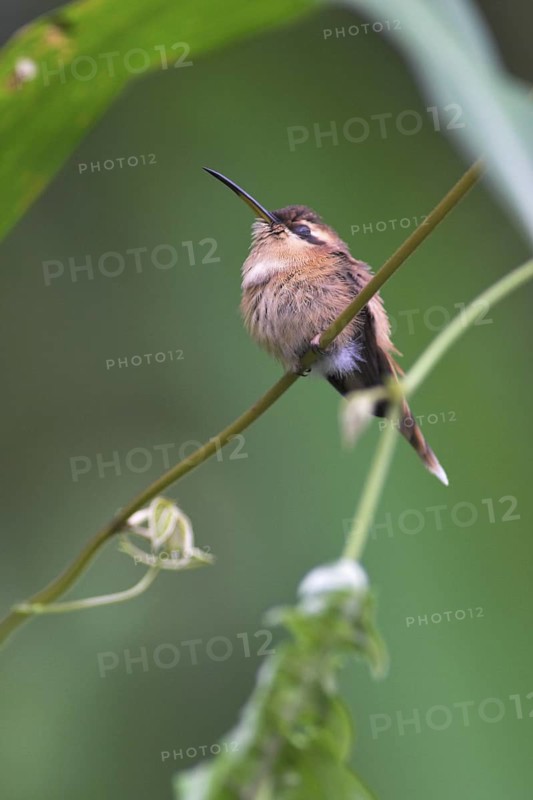 Stripe-throated Hermit (Phaethornis striigularis), Costa Rica