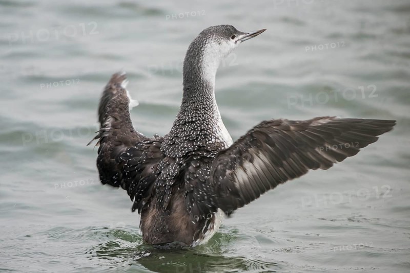 Red-throated Loon (Gavia stellata), Schleswig-Holstein, Germany