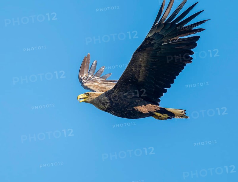 White-tailed eagle (Haliaeetus albicilla) in flight looking for food, blue sky, Lower Saxony, Germany