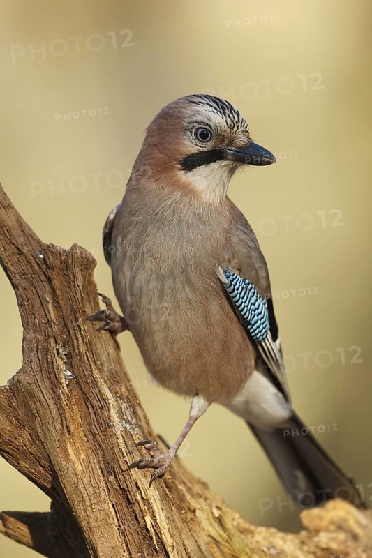 Eurasian Jay (Garrulus glandarius), Rhineland-Palatinate, Germany