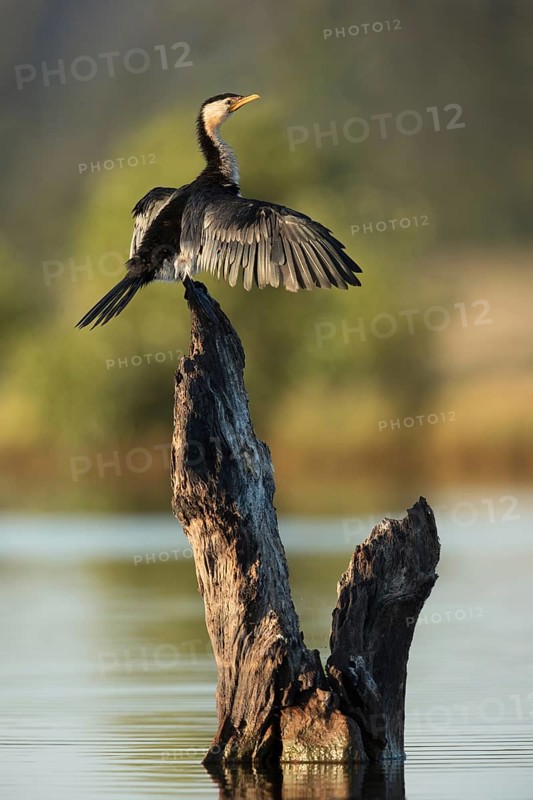 Little Pied Cormorant (Microcarbo melanoleucos) perched on a stump in water, drying its wings, Queensland, Australia