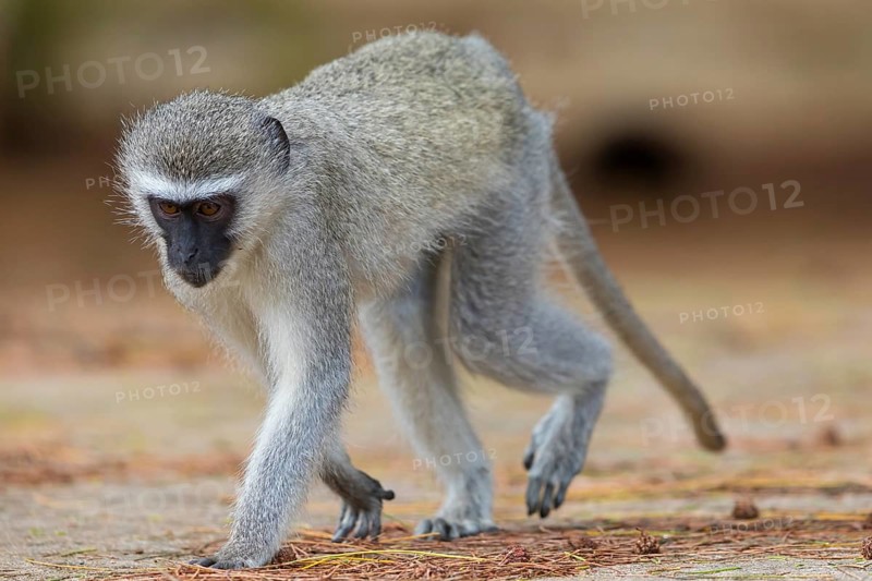 Vervet Monkey, (Chloroebus pygerythrus), vervet monkey, monkey, monkeys, primate, primates, family of vervet monkeys, mmerkatzen, iSimangaliso Wetland Park, St. Lucia, KwaZulu-Natal, South Africa