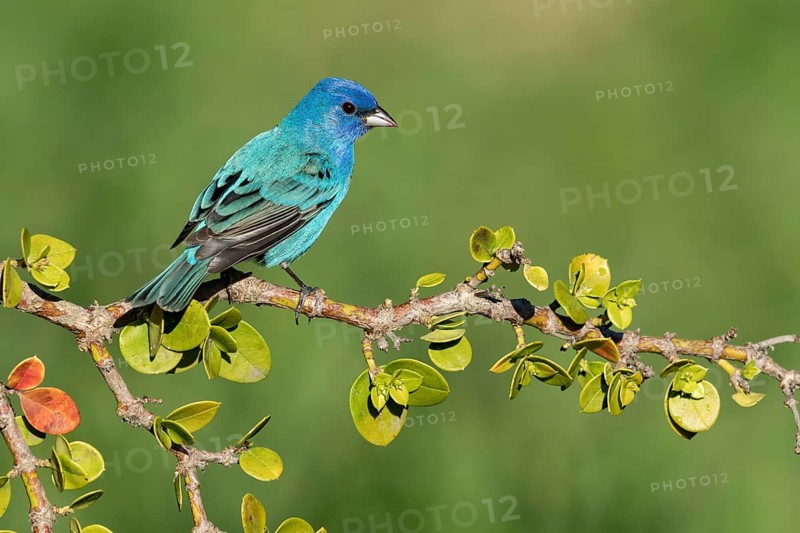 Indigo Bunting (Passerina cyanea) male perched on a branch, Texas, USA