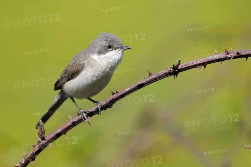 Klappergrasmuecke (Sylvia curruca), Lesser Whitethroat, Maennchen, April, NSG Dingdener Heide, Nordrhein-Westfalen, Deutschland