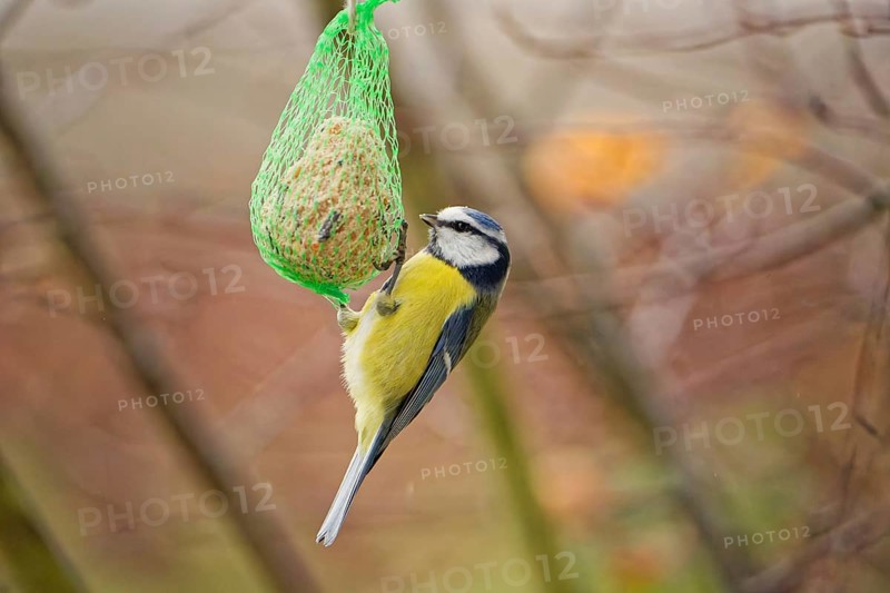 Blue tit (Cyanistes caeruleus) feeding on hanging suet ball in garden, natural background, autumn season, Bad Salzschlirf, Germany