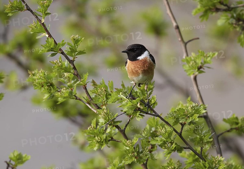 European Stonechat (Saxicola rubicola) male, Mecklenburg-Western Pomerania, Germany