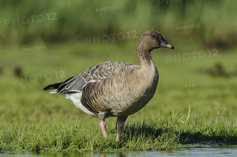 Pink-footed Goose (Anser brachyrhynchus), Schleswig-Holstein, Germany